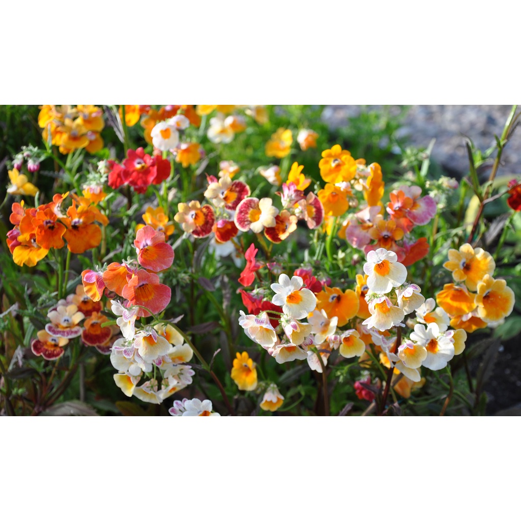 Benih Bibit Biji - Bunga Nemesia Carnival Mixture (Nemesia strumosa) Flower Seeds - IMPORT