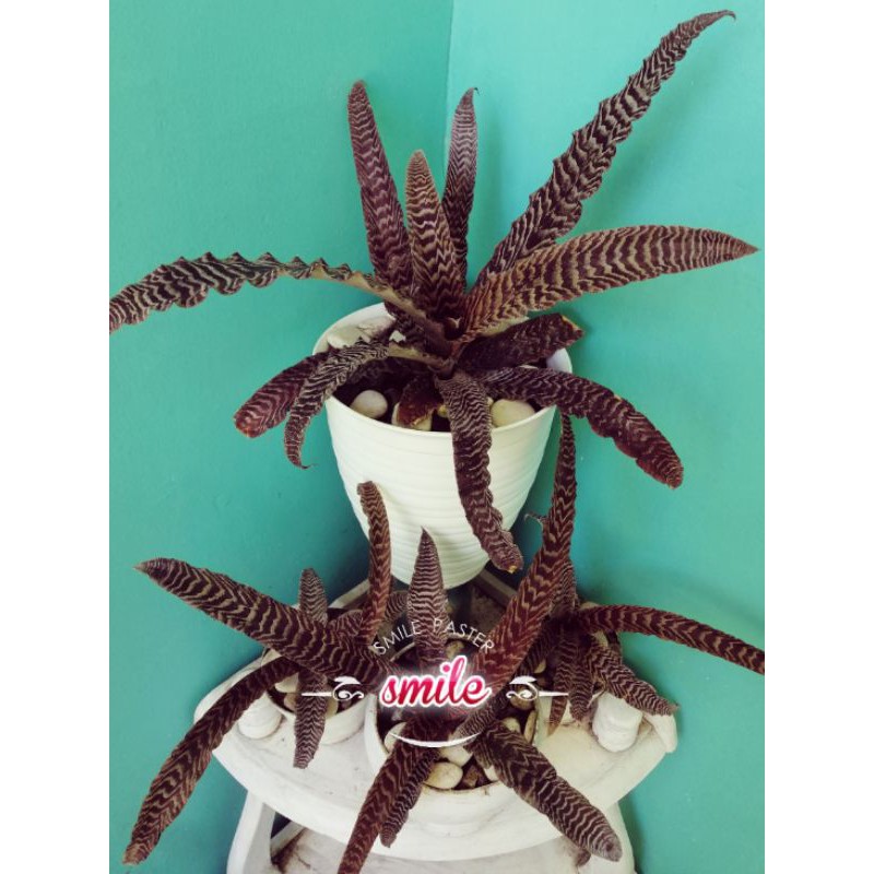 Sansevieria tokek (cryptanthus)