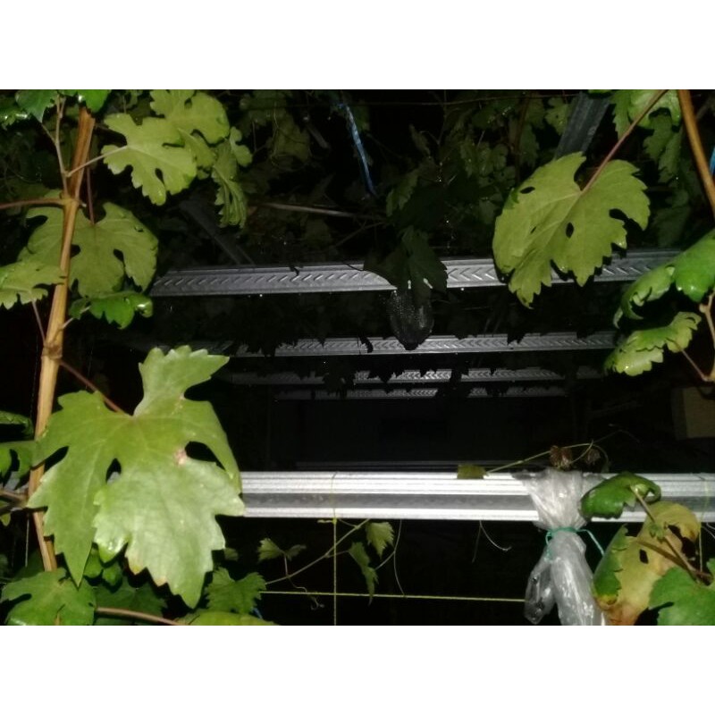 Entres Anggur Import