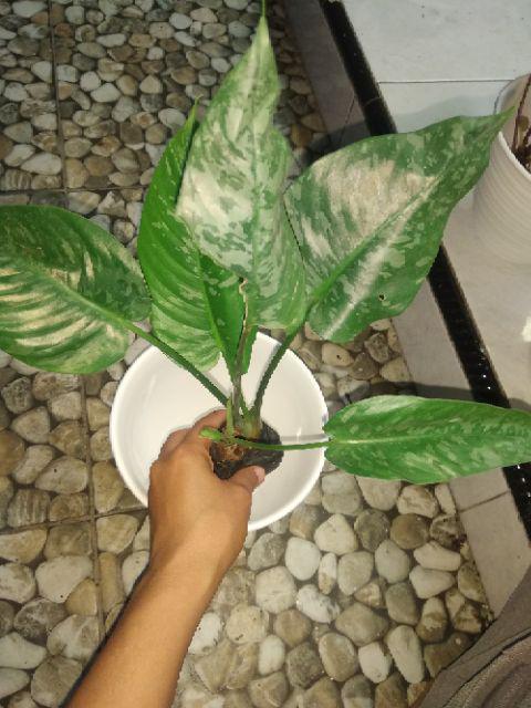 Homalomena Totol Putih