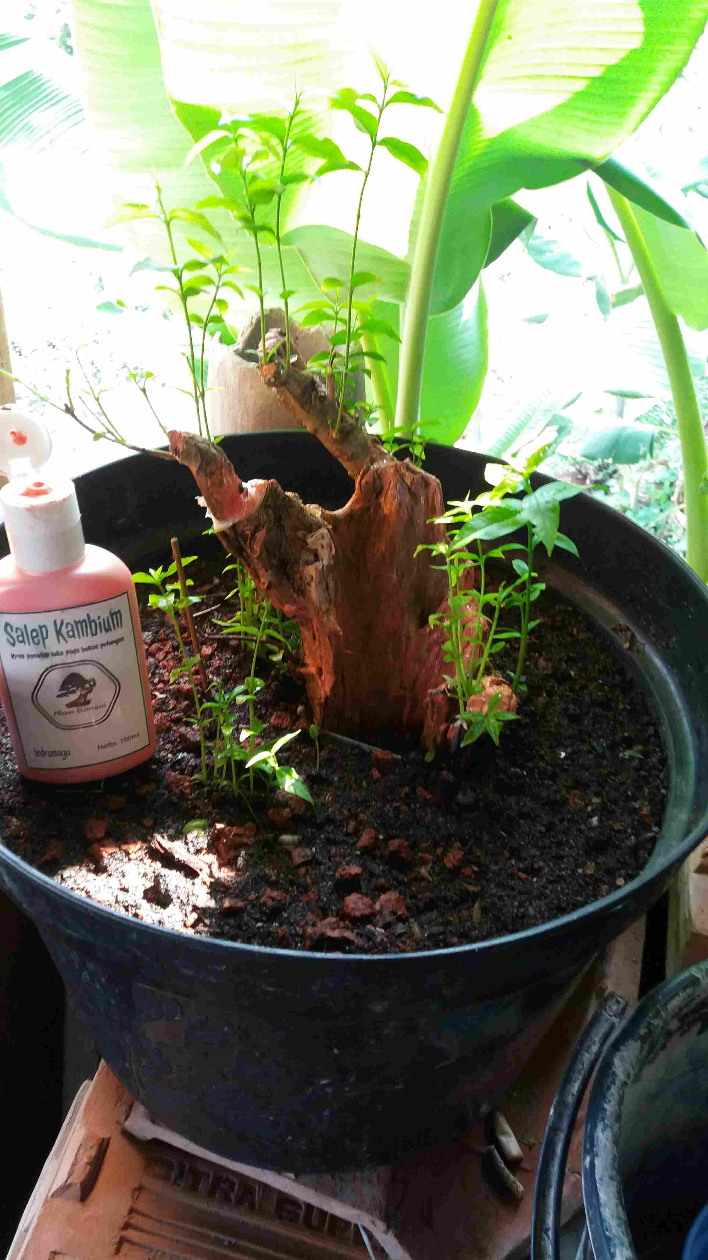 Salep Kambium Bonsai Kemasan 100ml