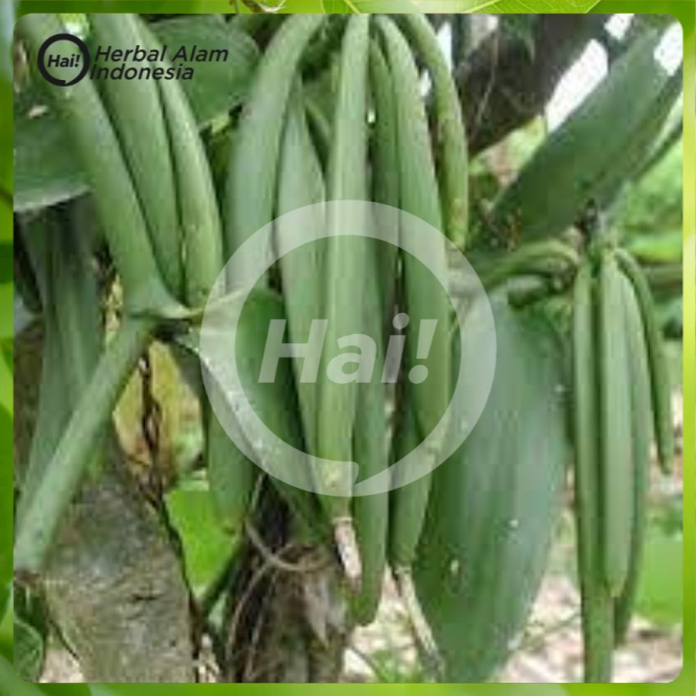 

BIBIT VANILI ASAL STEK Siap Tanam Vanilli Vanila Vanilla Bean Paneli HAI STORE