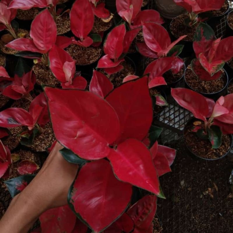 bonggol suksom jaipong stang pendek