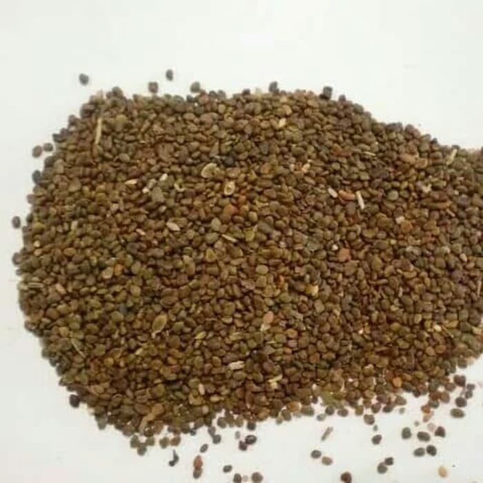 

600 G GR GRAM SHA YUAN ZI FLATSTEM MILKVETCH SEED SEEDS