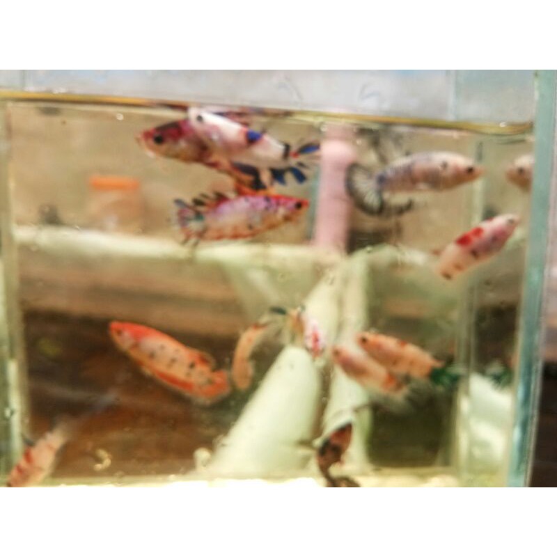 paketan ikan cupang plakat red galaxy multy color, isi 10ekor