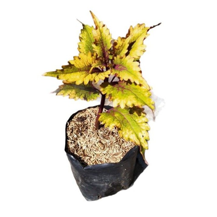 Tanaman hias miana premium