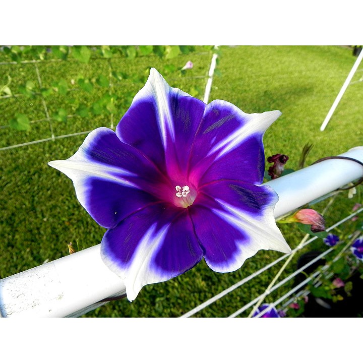 Benih Bibit Biji - Japanese Morning Glory Kikyo Snow Flakes Flower Seeds