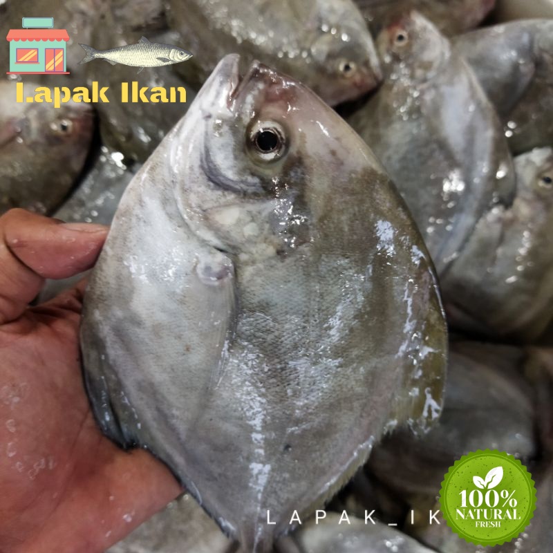 

GROSIR Ikan Bawal Hitam Bawal Laut Ikan Segar Fresh Dan Bergaransi 5Kilogram / 10Kilogram