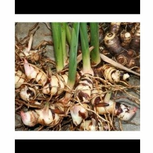 

laos lengkuas fresh pesan baru di petikkan 250gr