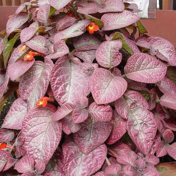 Bunga Episcia Strawberry Tanaman Hias Tanaman Gantung Episcia