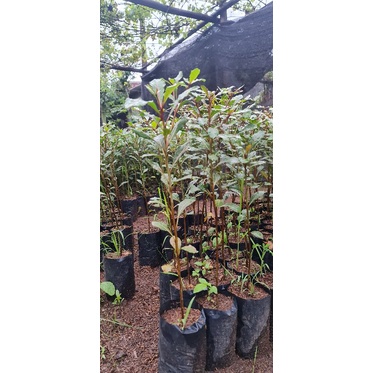 Termurah Berkuwalitas Tanaman Hias Pohon Ketepeng Kencana Unggul Dan Cantik Bisa Di Banyar Ditempat