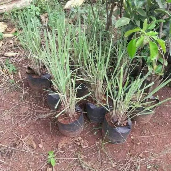 Bibit Tanaman Daun Sereh Dapur Bumbu Masak Bibit Serai