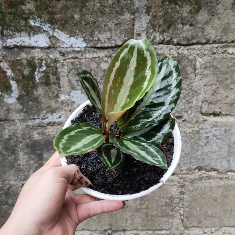 PROMO!! Tanaman Hias Calathea Silver Back - Tanaman Hias Indoor