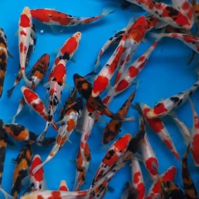 IKAN KOI BLITAR BIBIT UNGGUL 7-9CM