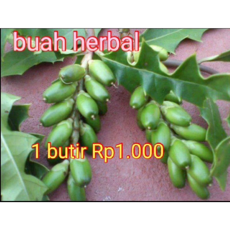 

#terlaris || buah herbal jeruju/Daruju