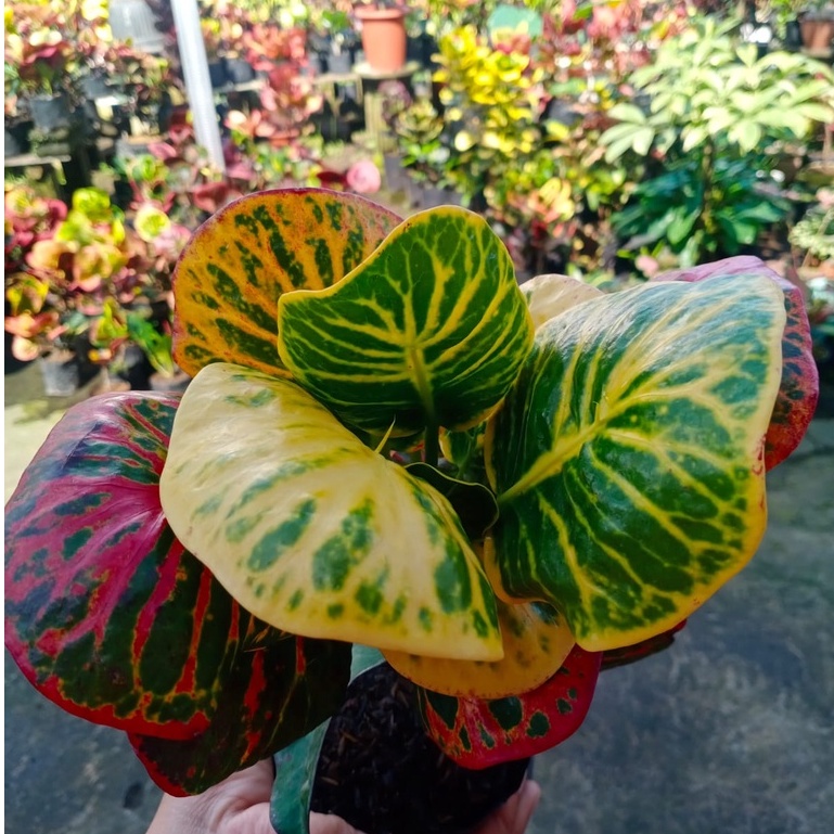 TANAMAN HIAS PURING APEL KERANG RAWATAN  MURAH