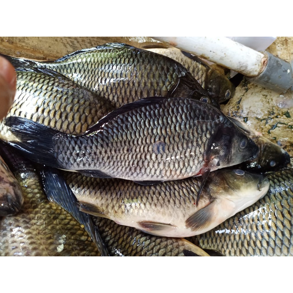 

Ikan Mas / 500gr