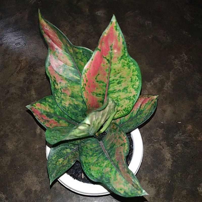 aglonema heng heng pelangi, red kocin