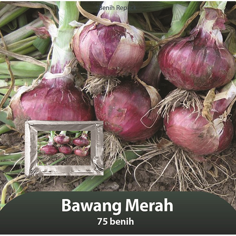 Benih Bibit Bawang Merah - 75 Benih