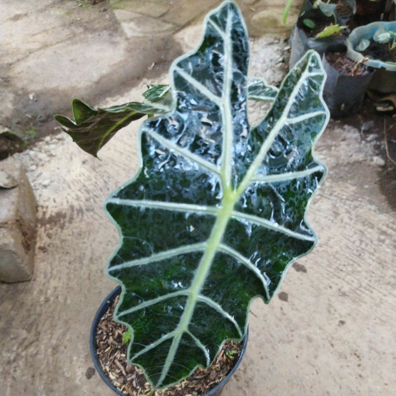 tanaman hias/keladi amazon/ air mata bunda