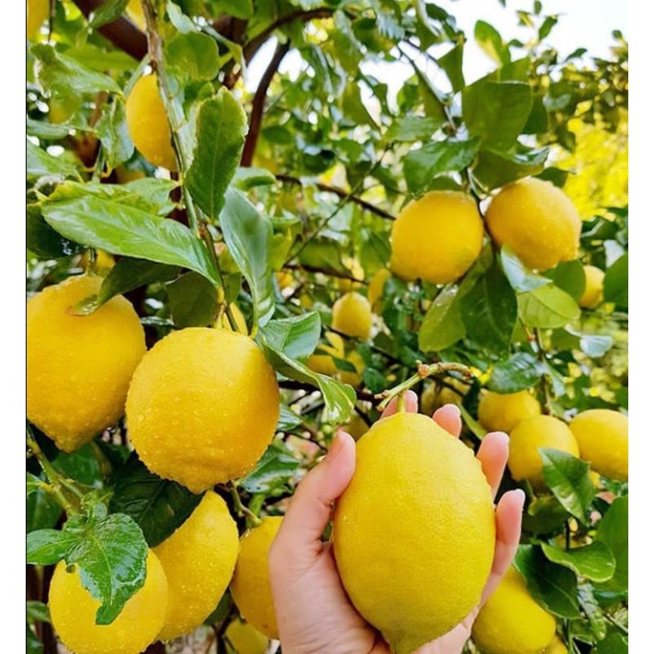 Pupuk Booster Organik Pelebat Jeruk,lemon,Pupuk perangsang buah jeruk agar cepat berbuah lebat