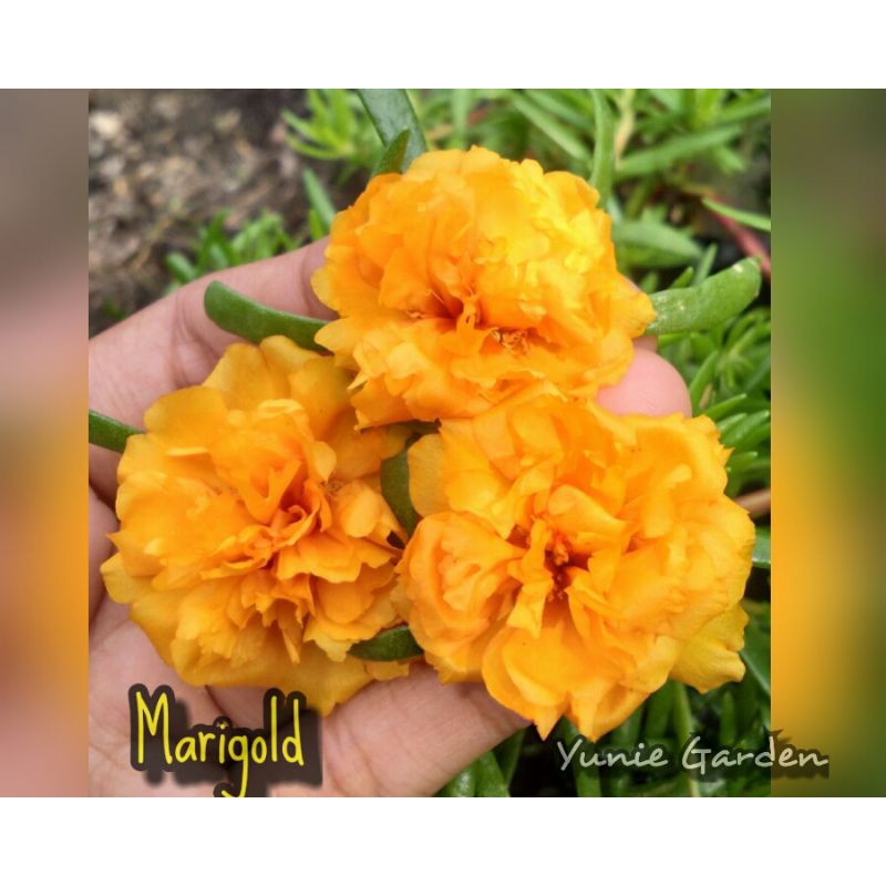 KROKOT IMPORT MARIGOLD