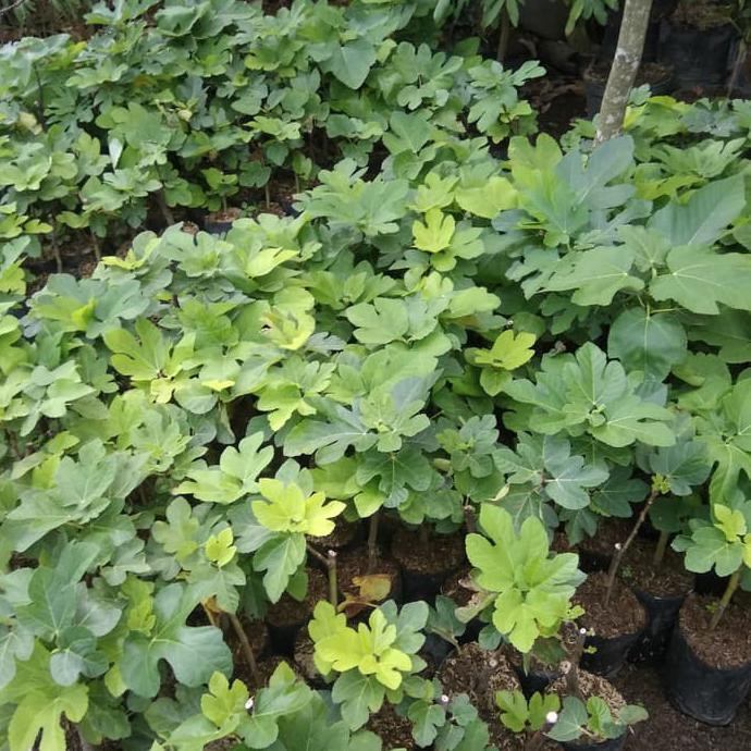 Hot Product  Tanaman Bibit Buah Tin Black Madeira Bergaransi CreatV