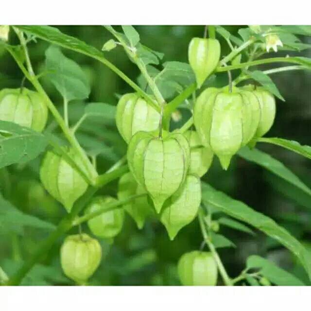 

Daun ciplukan segar atau daun cecenet 15 pcs