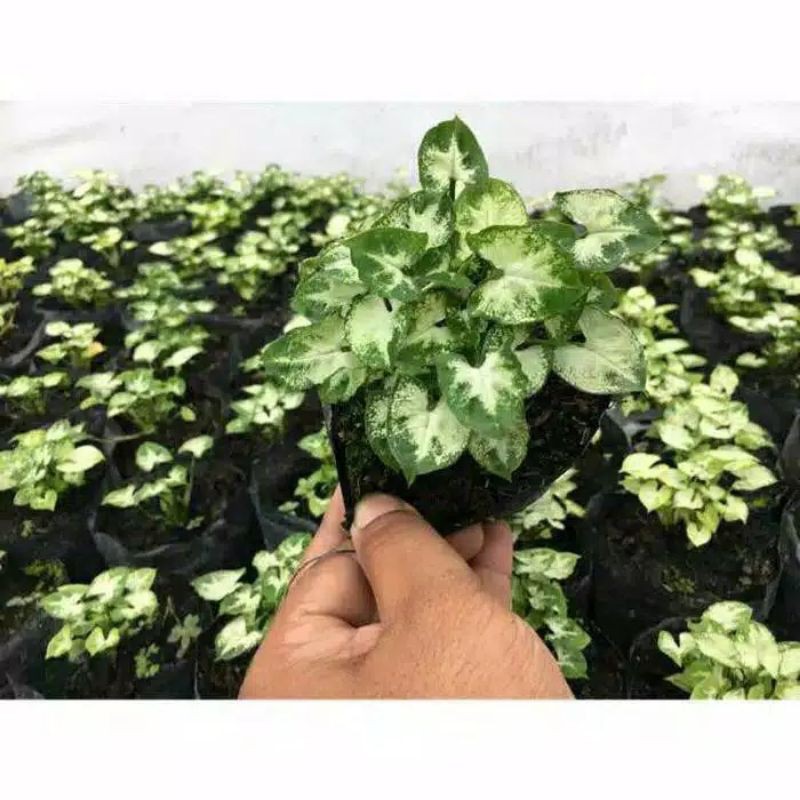tanaman hias syngonium mini - liliput - mini - syngonium