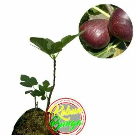 Kw+ Tanaman Buah Tin/Ara Purple Jordan Ada