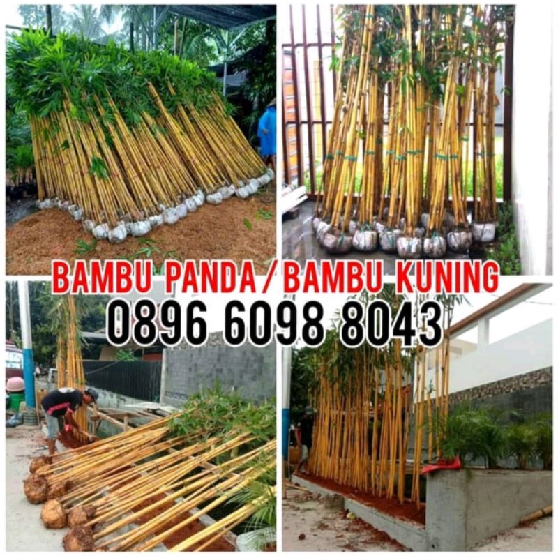 Paket 3 rumpub Bambu Kuning Panda tinggi 2 meter