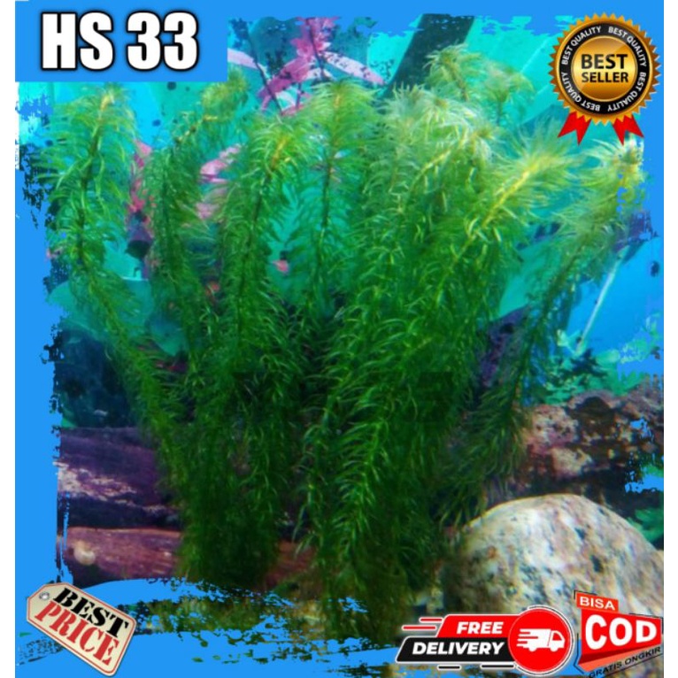 Tanaman Air Ganggang Hydrilla Segar Termurah Aquascape Aquarium