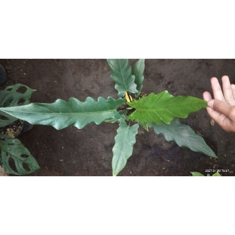 philo hastatum dan keris papua