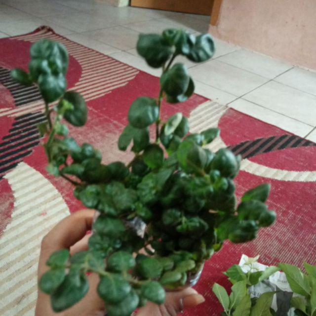 Krokot Curly - Krokot Keriting Tanaman Crocot Paku Payung