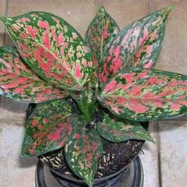 Aglonema Venus - Pohon Aglonema Venus - Tanaman Aglonema Venus