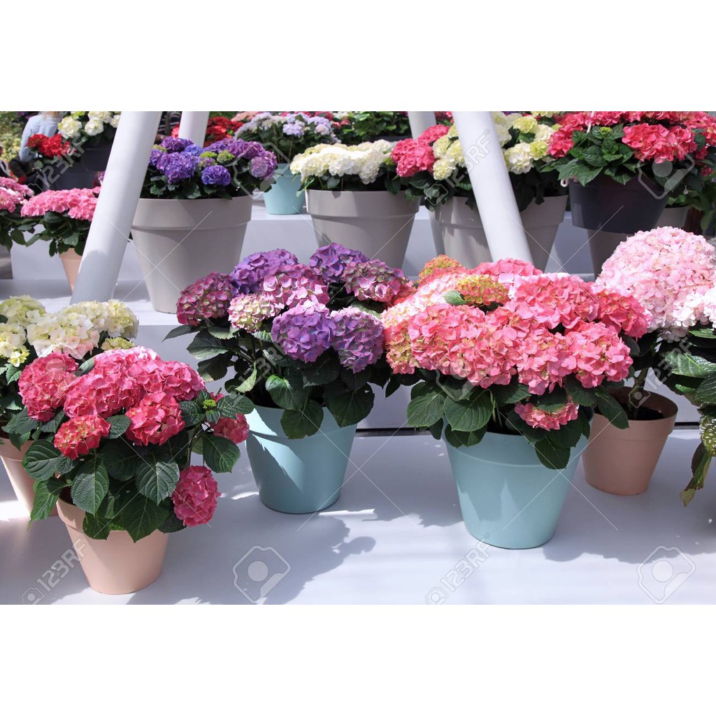 Bibit Pancawarna (hydrangea macrophylla)- hortensia holland