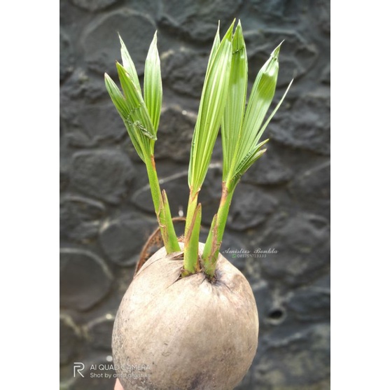 Bibit Bonsai kelapa cabang 3