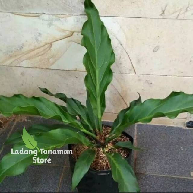 Tanaman Hias Anthurium Gelombang Cinta, Anthurium bibit gelombang cinta