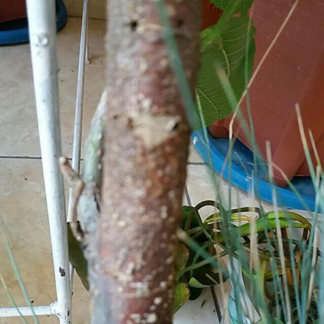 Bibit Long Murbei Super Manis