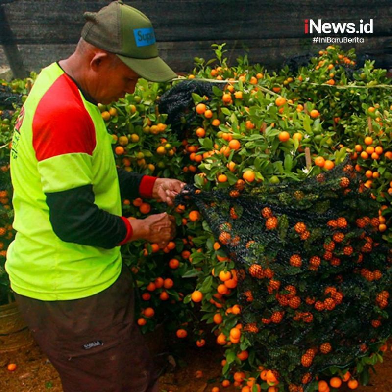 Bibit JERUK KIMKIT MADU sudah BERBUAH /berbunga |bisa ditanam dalam pot