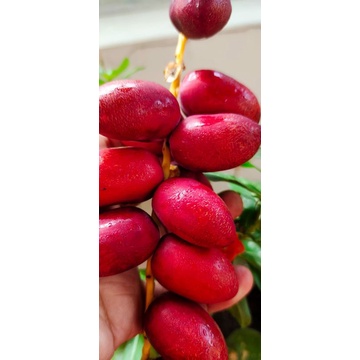 

kurma muda merah 500gr