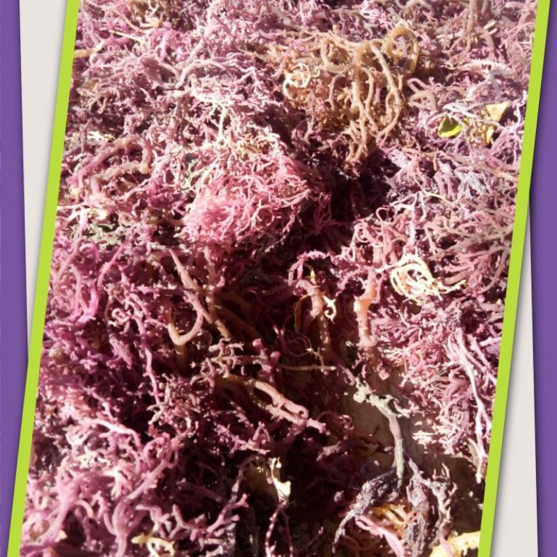 

Rumput laut kering original 1kg