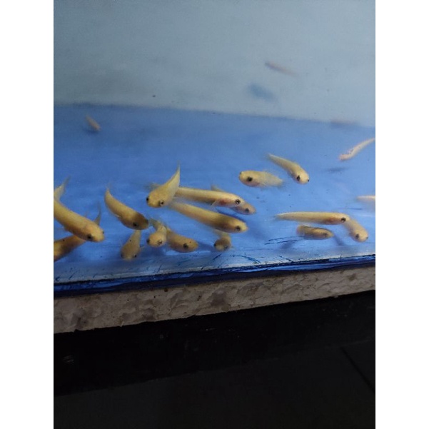 Channa Limbata Golden Xanthic 8-9 cm