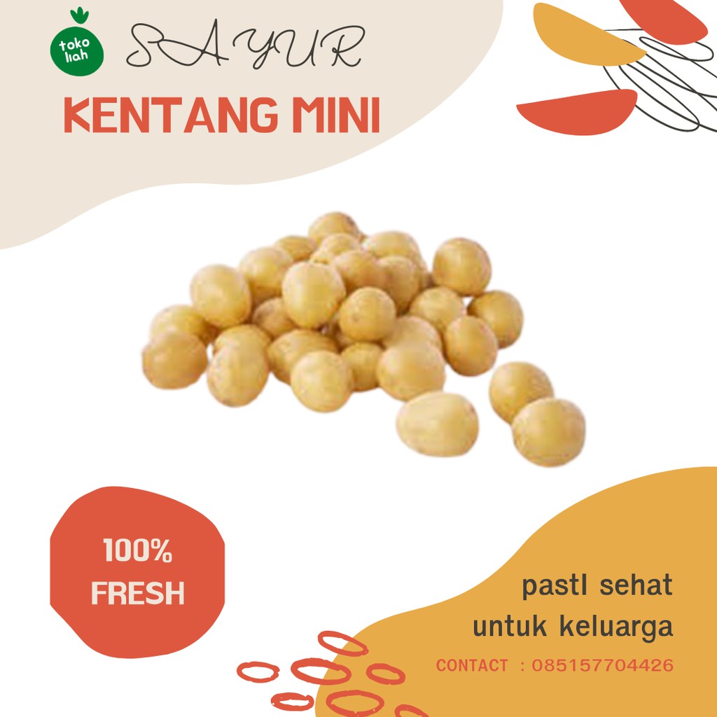 

KENTANG KECIL BABY POTATO KENTANG SEGAR KENTANG FRESH KENTANG RENDANG DARI PETANI LOKAL INDONESIA