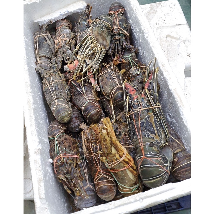 LOBSTER Pasir Pakistan Batu Frozen Udang Lobster Laut Beku 1Kg (Frozen Lobster) Fresh Lobster