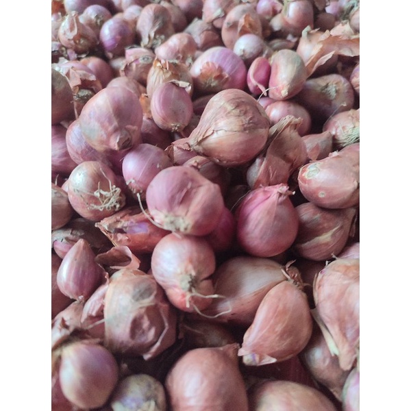 

bawang merah brebes
