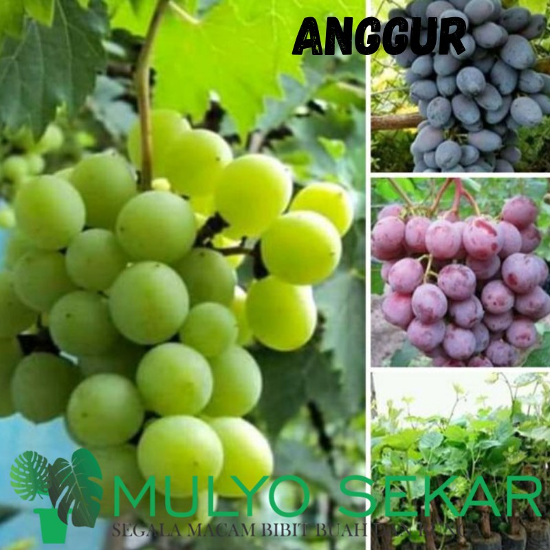 Bibit Tanaman Buah Anggur (Merah/Hitam/Hijau) - Tanaman Buah Anggur lokal Bibit Anggur Super