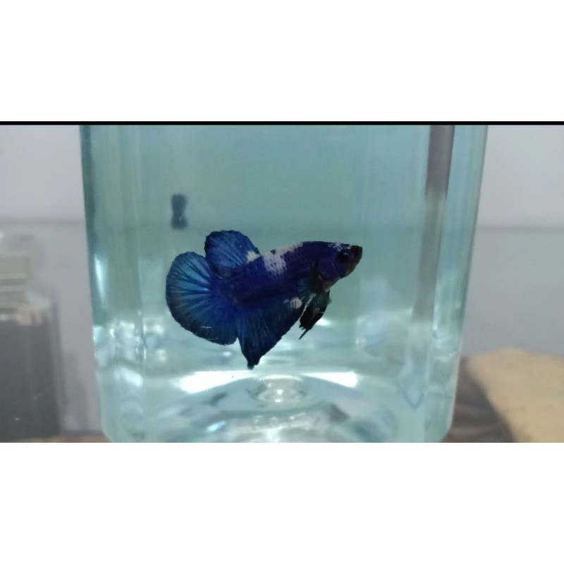 Ikan Cupang Blue Panda (Blue Rim) Kualitas Top
