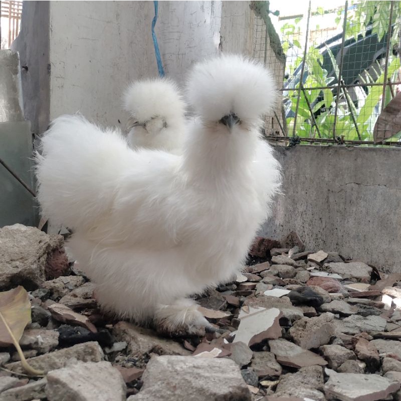 Ready ORI Anak Ayam Hias American Silkie not kapas tapi amerikan Silki