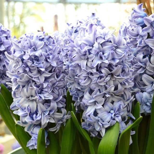 Hyacinth umbi kelopak tumpuk